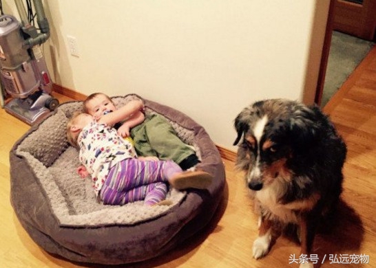 狗狗喜欢睡床的理由是这样的。。。