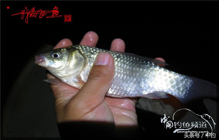 蝙蝠老是来屋里怎么赶走,蝙蝠来屋里怎么办