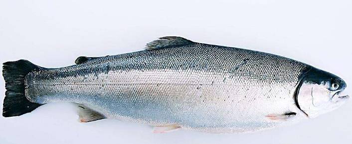 三文鱼到底好吃不好吃,三文鱼究竟能不能吃最全解答在这