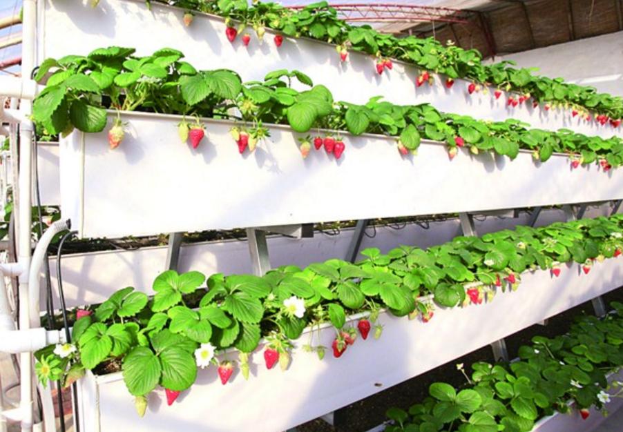 岛国国家耕地很少，却在农业上名列前茅，看日本农业的10大亮点！