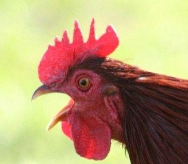 全都太有才了！NGA论坛水友集体COSPLAY魔兽世界技能图标