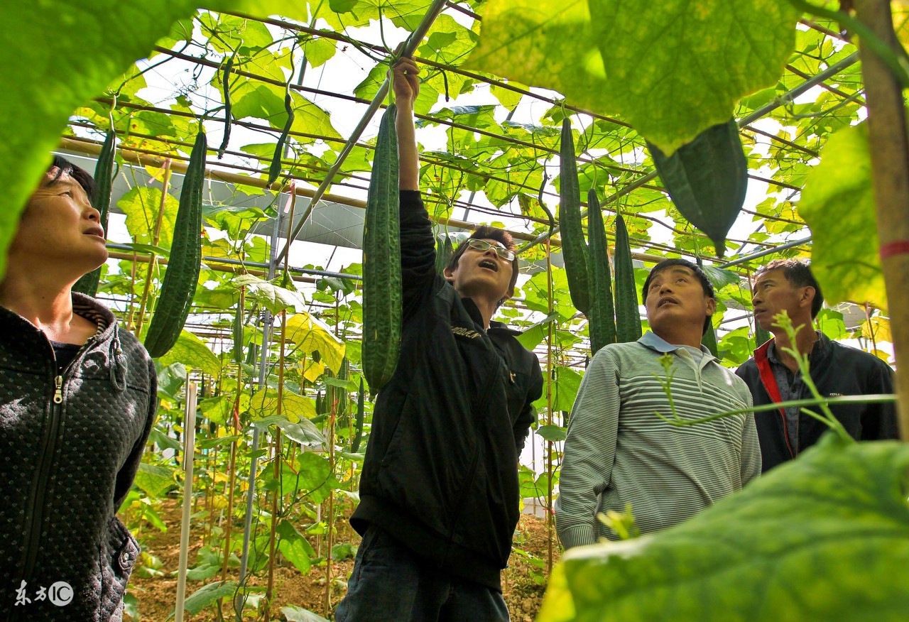 岛国国家耕地很少，却在农业上名列前茅，看日本农业的10大亮点！