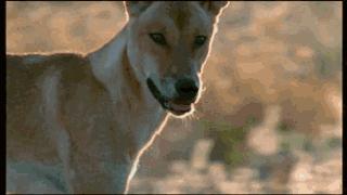 澳大利亚吉祥物袋鼠,澳大利亚的袋鼠伤人事件