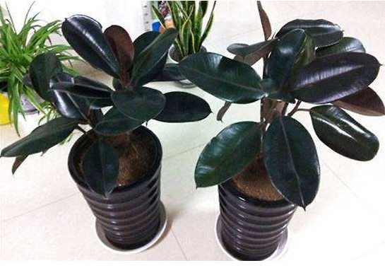 橡皮树如何让它黑亮,叶子黑亮挺拔的橡皮树