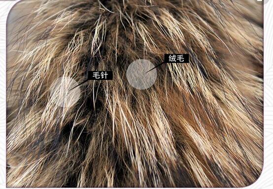 你衣服上的毛领是真的么,买的值不值?教你识别毛领的真假贵贱!