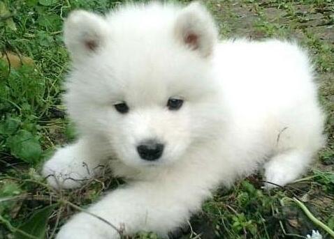 怎么预防萨摩耶掉毛,萨摩耶怎么预防感冒