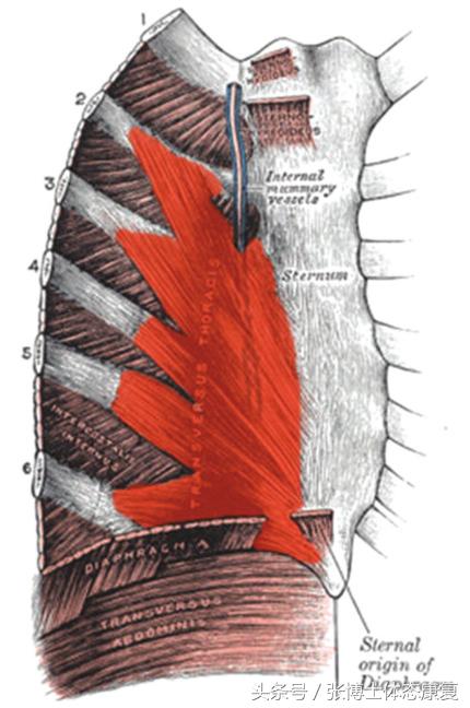 译文分享｜关于90/90臀桥吹气球训练的原理、价值与应用研究
