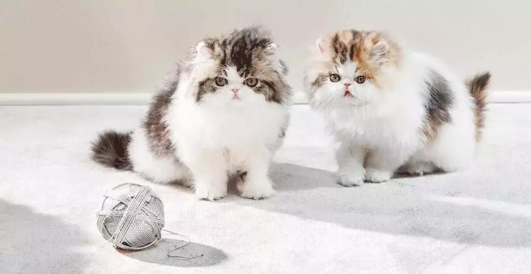 放弃吧|这些大牌周边,想都想不到