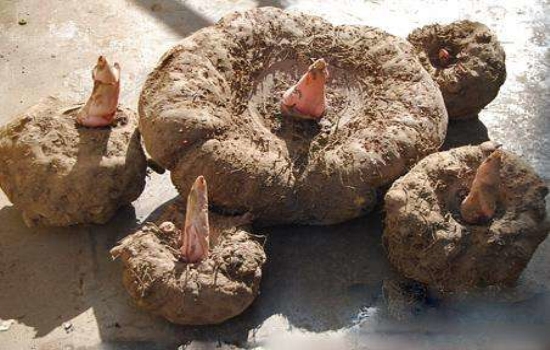 千年植物魔力魔芋为何如此神奇,什么叫魔芋魔芋是怎样的