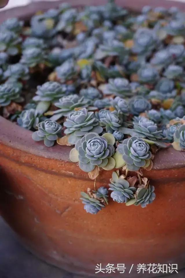 新买的多肉怎么养才能养好,养多肉的乐趣在于什么