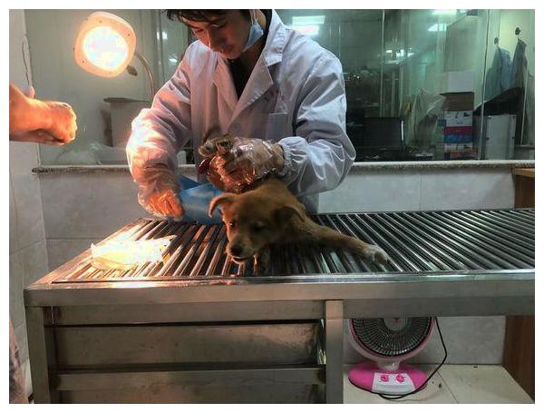 狗狗肠子都被人踢出来,女孩抱走送去医院,医生给她打了折!