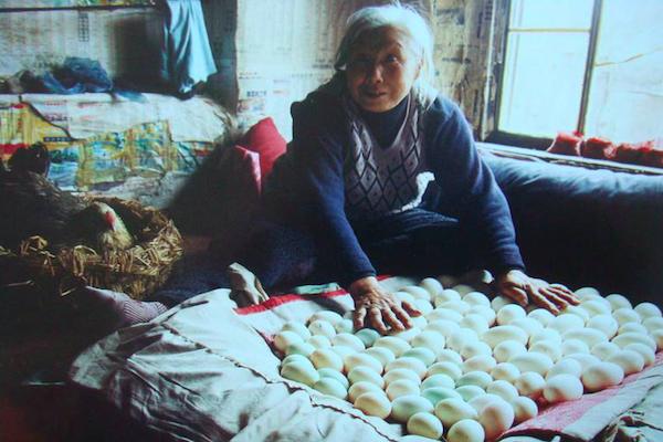 家里面没有火炕如何孵小鸡,火炕孵小鸡的技术与方法