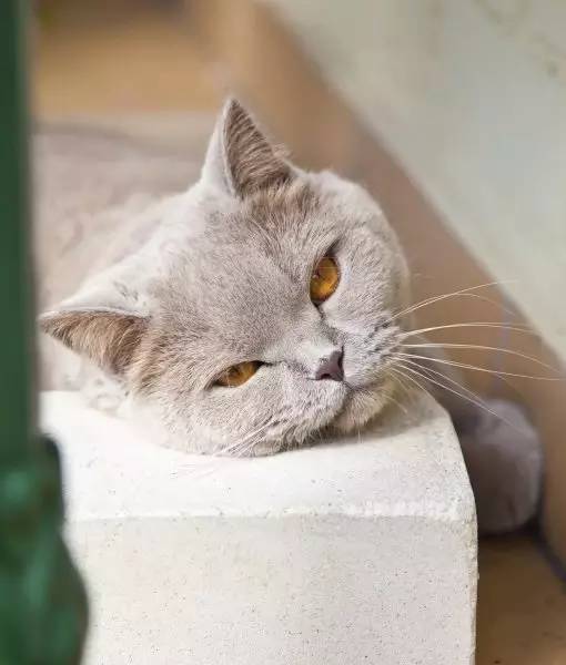 英国短毛猫常见的7种毛色,英国短毛猫在猫界是怎么样的