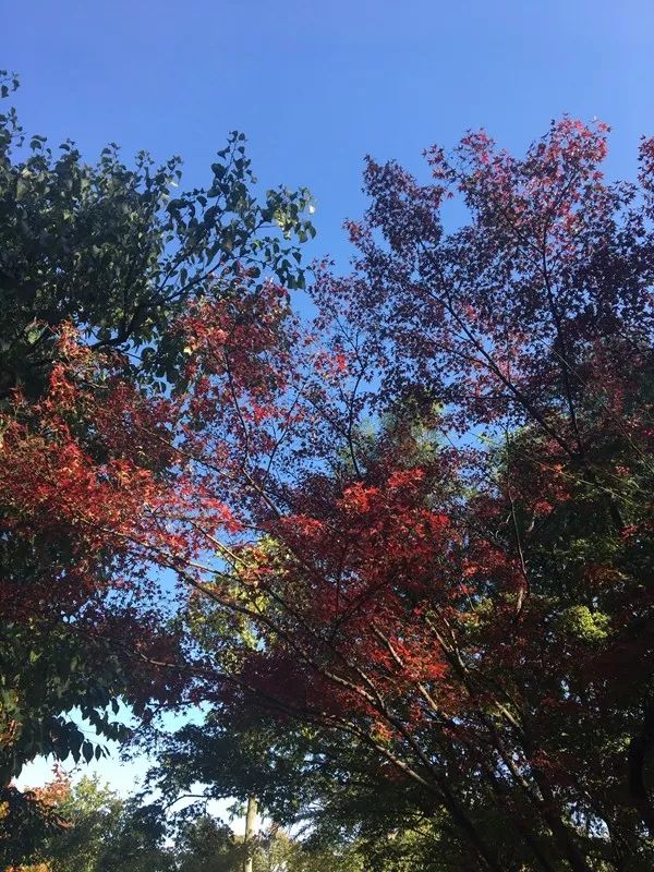 打卡上海这几个风景绝佳的赏秋地,探索最美旅游地点