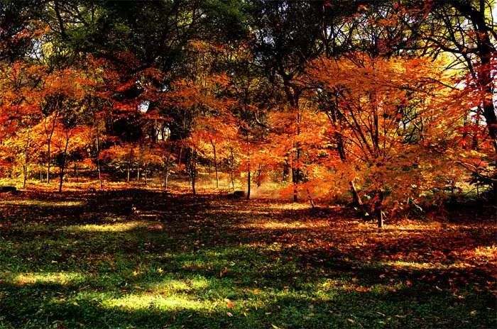 打卡上海这几个风景绝佳的赏秋地,探索最美旅游地点