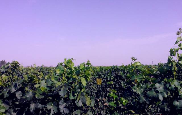 冬天银川一日游必去景点,银川周边一日游最值得玩的地方