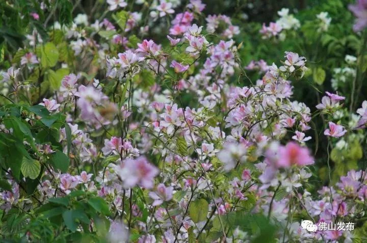 佛山十大森林公园,佛山森林公园在哪里