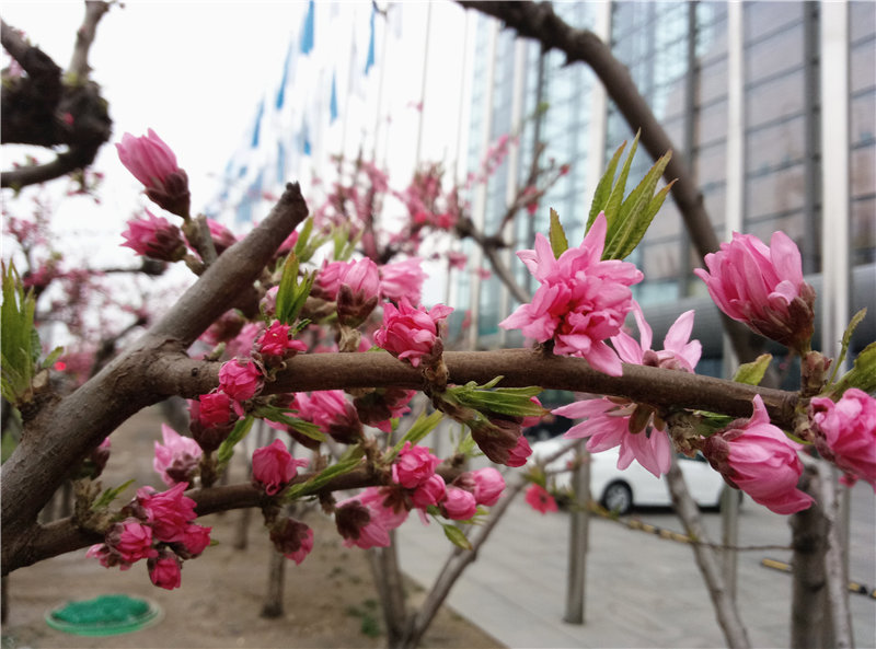 魅蓝note799,799元魅蓝手机