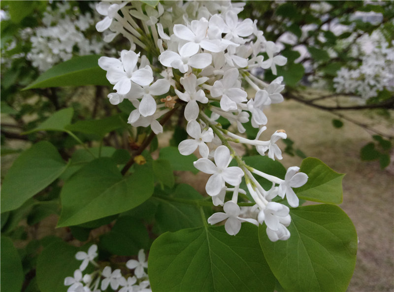 魅蓝note799,799元魅蓝手机