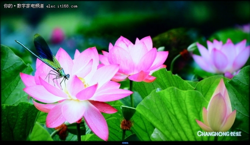 长虹chiq电视8k和4k优势,长虹电视55寸q8t评测