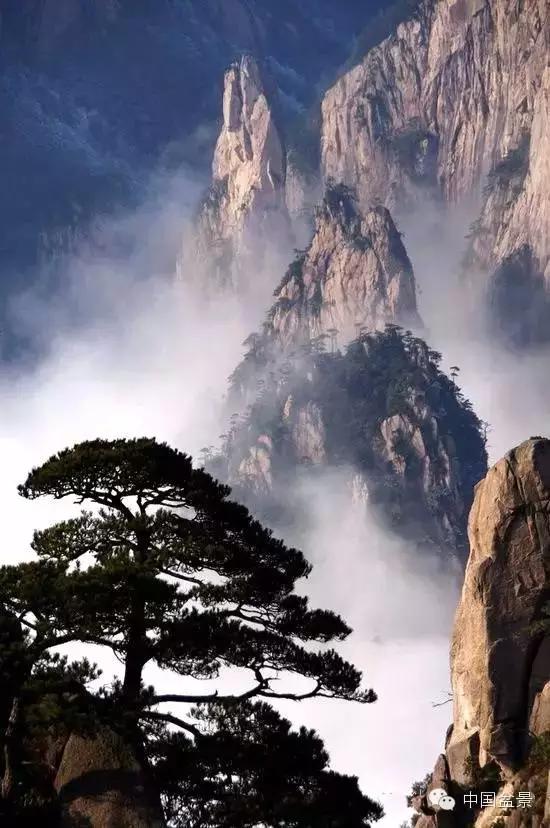 文人树盆景美不胜收,中国神奇的十大盆景