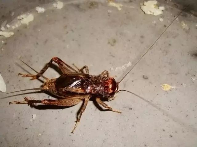 什么昆虫六条腿两个牙齿,什么是昆虫昆虫的定义是什么