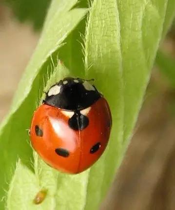 哪些昆虫有三对足两对翅一对触角,什么昆虫是三对足两对翅一对触角