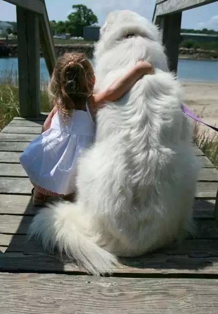 北极比利牛斯山大白熊,比利牛斯大白熊犬