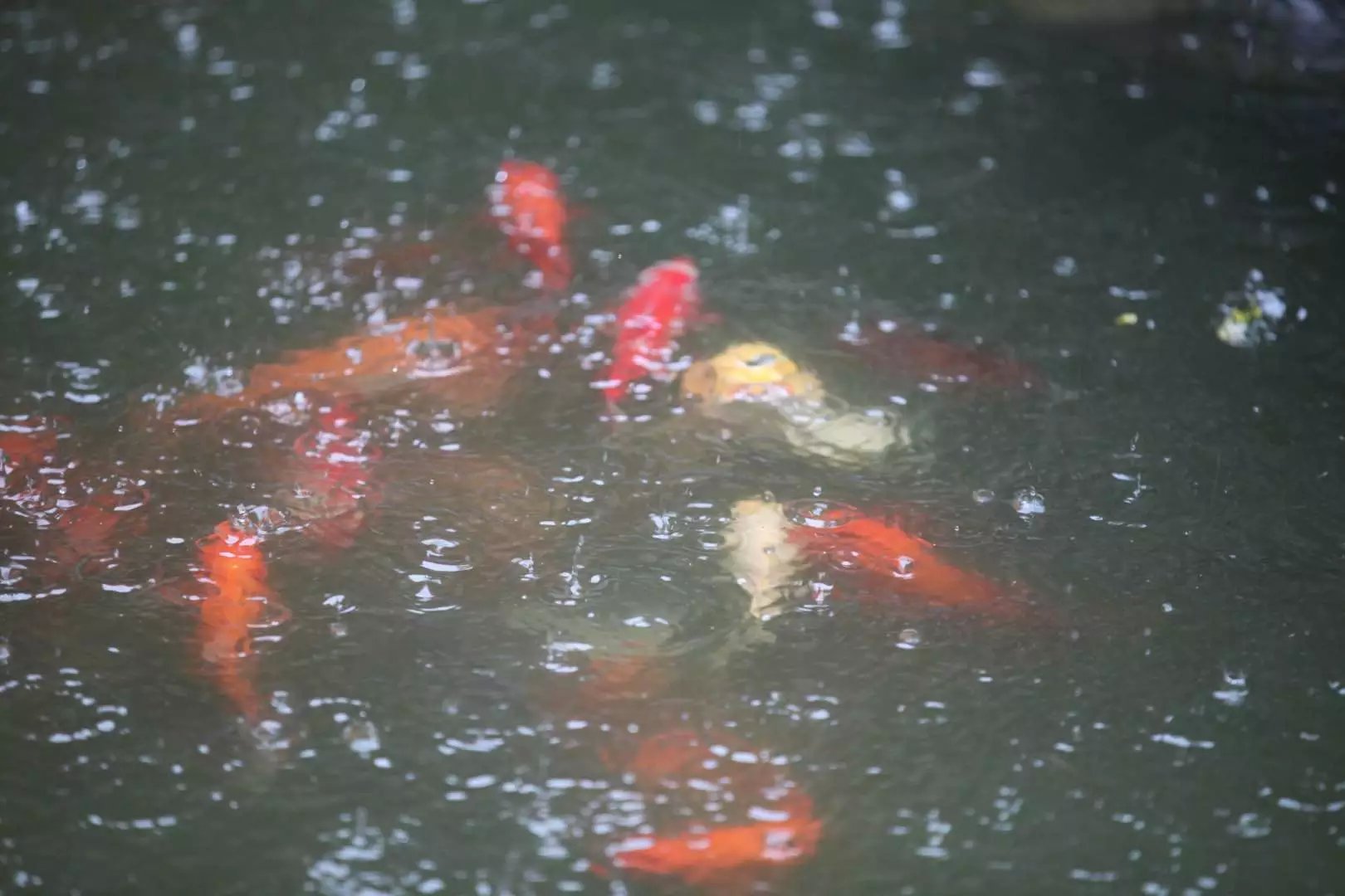 宝华山森林公园隆昌寺图片,宝华山森林公园隆昌寺