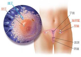 想要备孕二胎,想要备孕2胎但是没精力