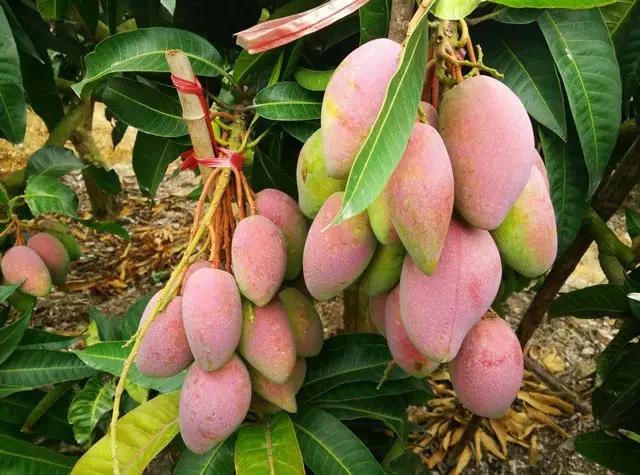 水果微商可以做什么生意,水果微商如何赚钱快