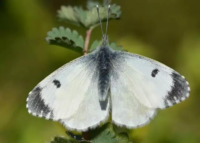 什么昆虫六条腿两个牙齿,什么是昆虫昆虫的定义是什么