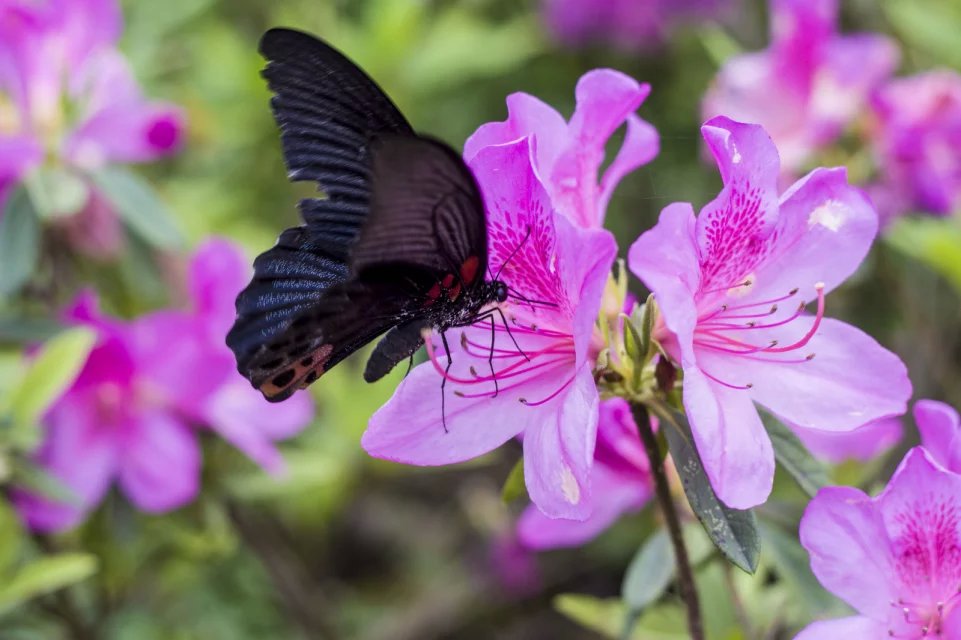 宝华山森林公园隆昌寺图片,宝华山森林公园隆昌寺