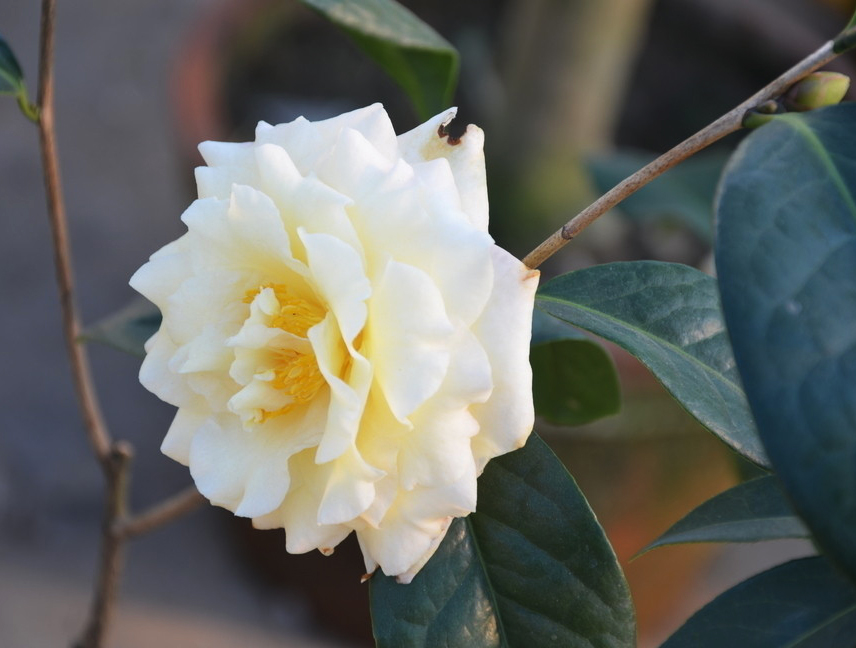 香奈儿山茶花有几种版本,香奈儿喜欢的茶花是什么品种