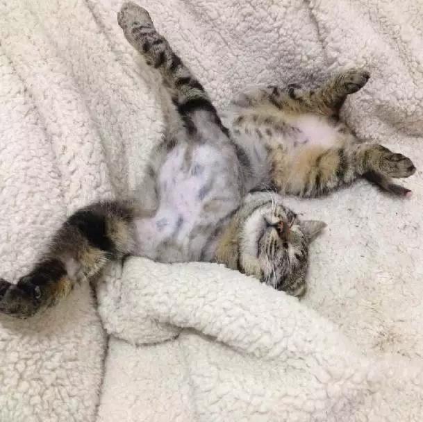 上海领养代替购买,上海领养孩子有补贴吗