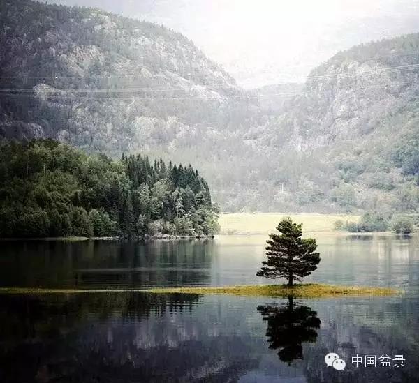 文人树盆景美不胜收,中国神奇的十大盆景