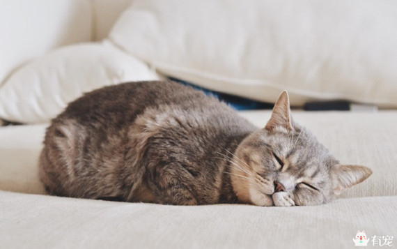 喵星人形象演绎痛经到底有多痛?