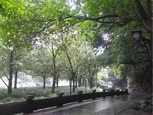 杭州茶园民宿酒店推荐,清明假期酒店推荐