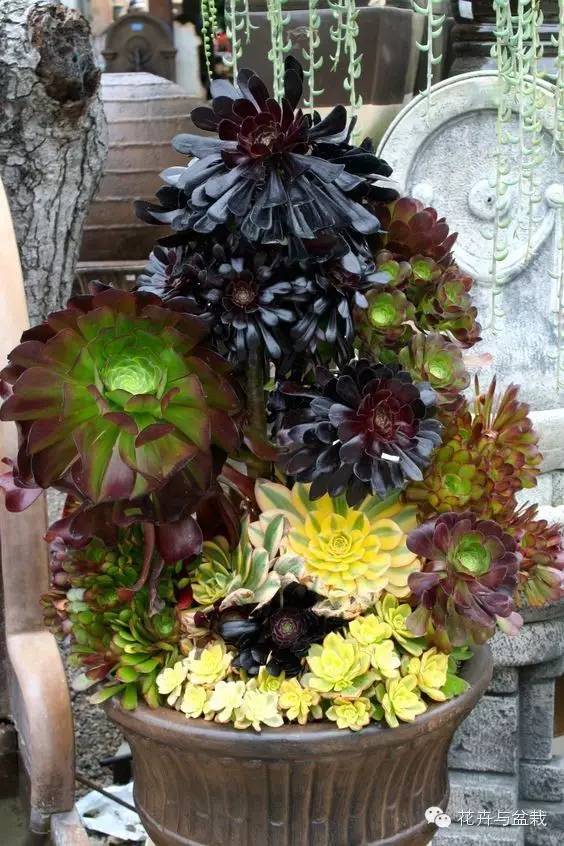 黑法师开花后怎么处理,黑法师花怎么养