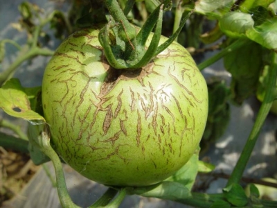 种植的番茄畸形果多缺什么元素,番茄果长畸形什么原因