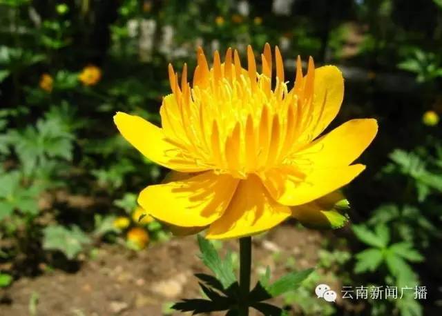 清热解毒润肺止咳生津止渴,生津润肺止咳还防感冒