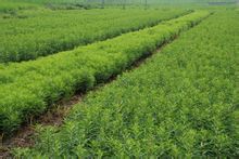 赶黄草全株茶,正品赶黄草泡水喝的正确方法