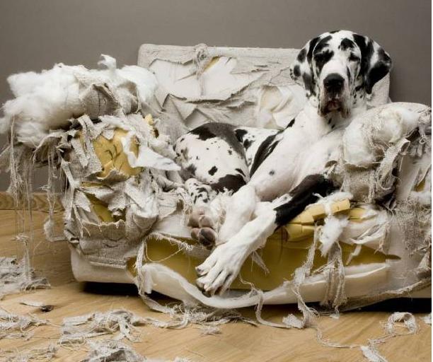 主人不在家狗狗怎么大小便,主人不在家狗狗怎么喂食