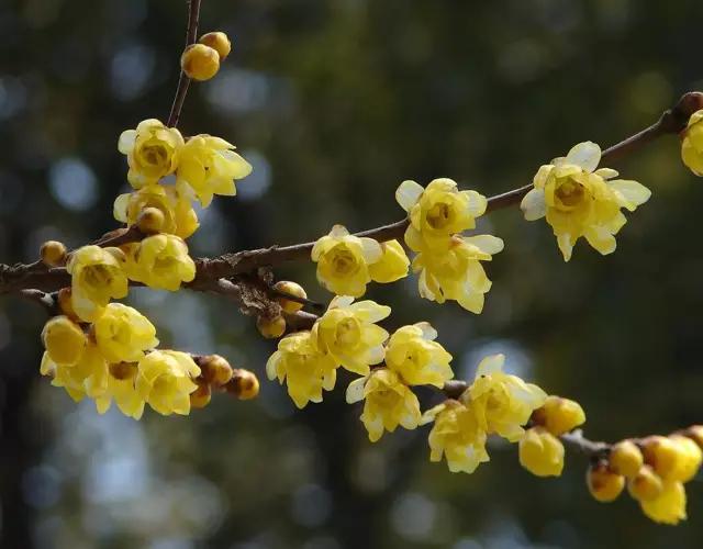 岳麓山最多的植物,岳麓山上的紫色花是什么花