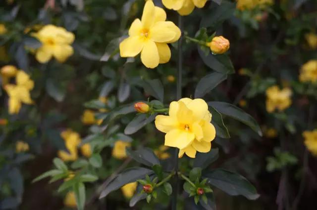 岳麓山最多的植物,岳麓山上的紫色花是什么花