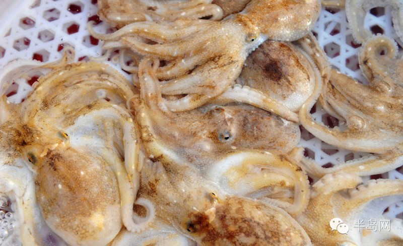 那些不认识的海鲜小干货,超级干货2022