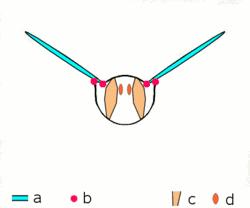 哪些昆虫有三对足两对翅一对触角,什么昆虫是三对足两对翅一对触角