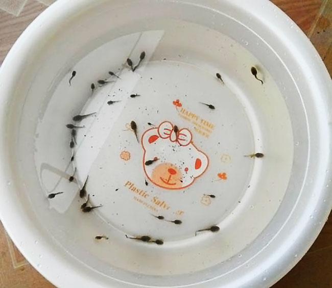 吃了蝌蚪会有什么病,蝌蚪吃活的能治病吗