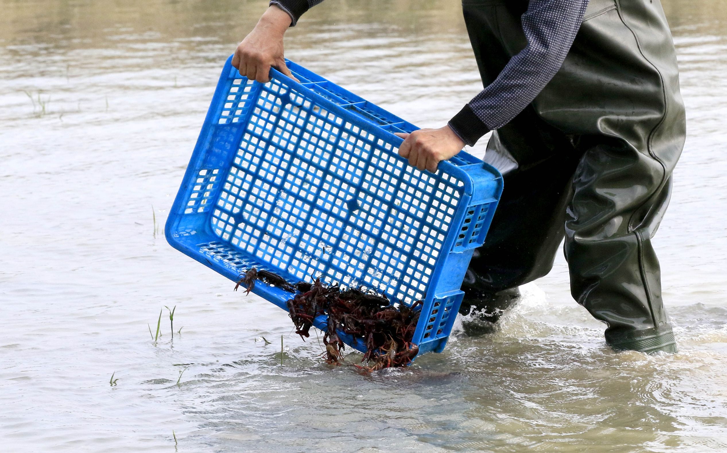 一亩放小龙虾苗多少斤,小龙虾种虾一亩放多少斤