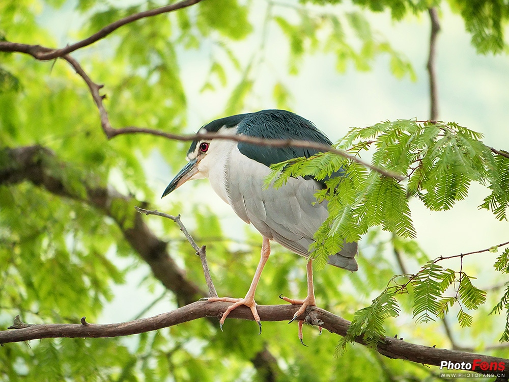 细节决定一切*钟金**中型液压云台FHD-66A